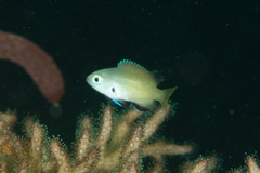 Pomacentrus nigromanus
