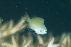 Pomacentrus nigromanus