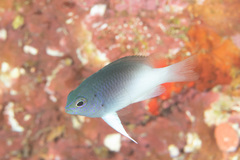 Chrysiptera rollandi