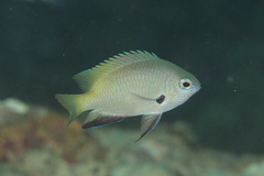 Pomacentrus nigromanus