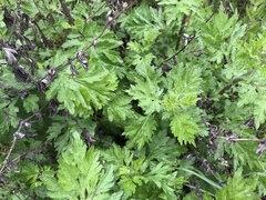 Artemisia vulgaris