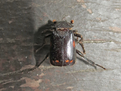 Nicrophorus pustulatus