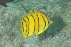 Chaetodon octofasciatus