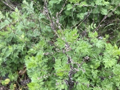 Artemisia vulgaris