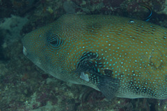 Arothron caeruleopunctatus