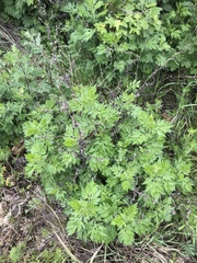 Artemisia vulgaris