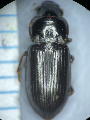 Discoderus impotens
