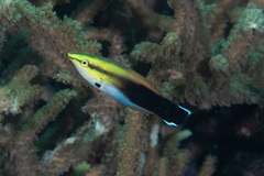 Labroides pectoralis