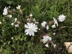 Silene latifolia