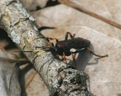 Ichneumon centrator