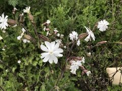 Silene latifolia