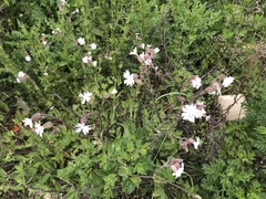 Silene latifolia