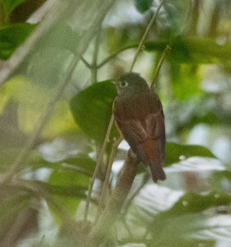 Ferruginous Flycatcher (Muscicapa ferruginea), photo 8