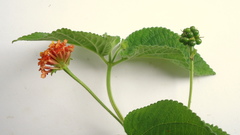 Lantana tiliaefolia