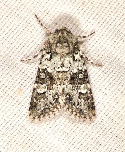 iNaturalist observation photo of Lacinipolia