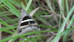Grammodes geometrica