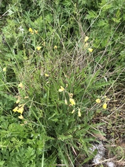Diplotaxis tenuifolia