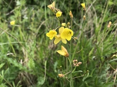 Diplotaxis tenuifolia