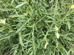 Diplotaxis tenuifolia