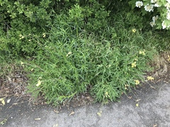 Diplotaxis tenuifolia