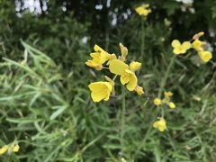 Diplotaxis tenuifolia