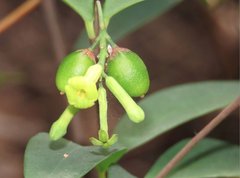 Wikstroemia nutans