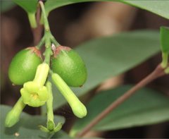 Wikstroemia nutans