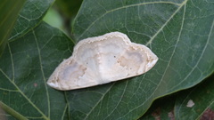 Somatina rosacea