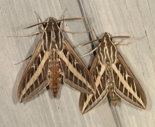 iNaturalist observation photo of White-lined Sphinx