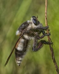Mallophora bomboides