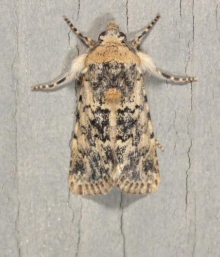 iNaturalist observation photo of Sympistis singularis