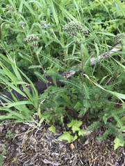 Achillea millefolium