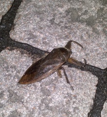 Kirkaldyia deyrolli