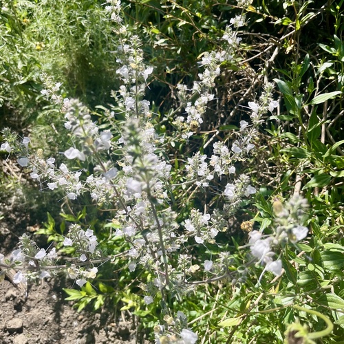 iNaturalist observation photo of white sage