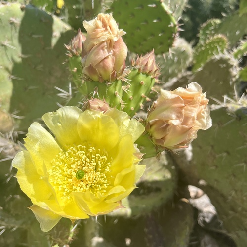 iNaturalist observation photo of Coastal Pricklypear