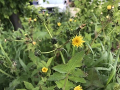 Sonchus oleraceus