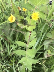 Sonchus oleraceus