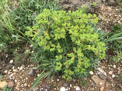 Euphorbia helioscopia