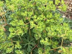 Euphorbia helioscopia