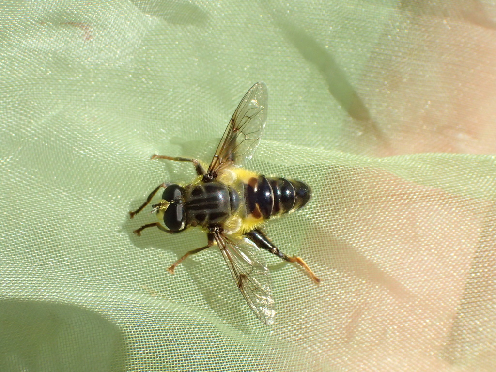 タカサゴハラブトハナアブ