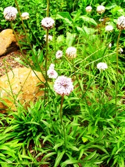 Marshallia legrandii