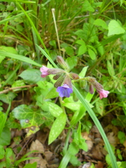 Pulmonaria officinalis