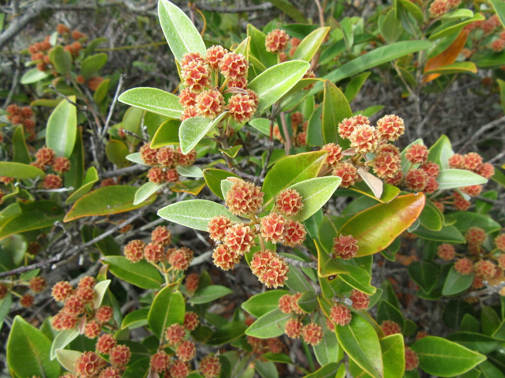 Codia microphylla