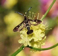 Synanthedon bibionipennis