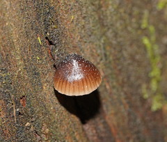 Mycena nargan