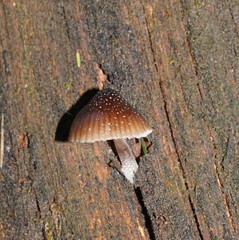 Mycena nargan