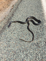Masticophis fuliginosus