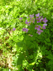 Cardamine raphanifolia