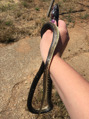 Masticophis fuliginosus