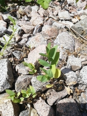 Bupleurum rotundifolium